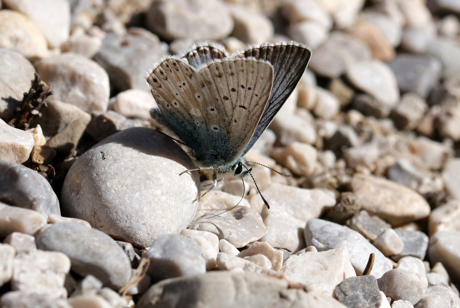 Der Mineralienschlürfer