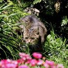 Der Mini-Tiger in meinem Garten