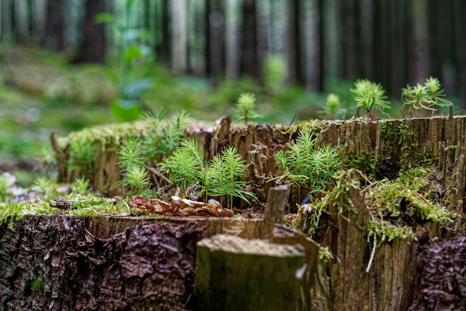 Der Mini-Wald 