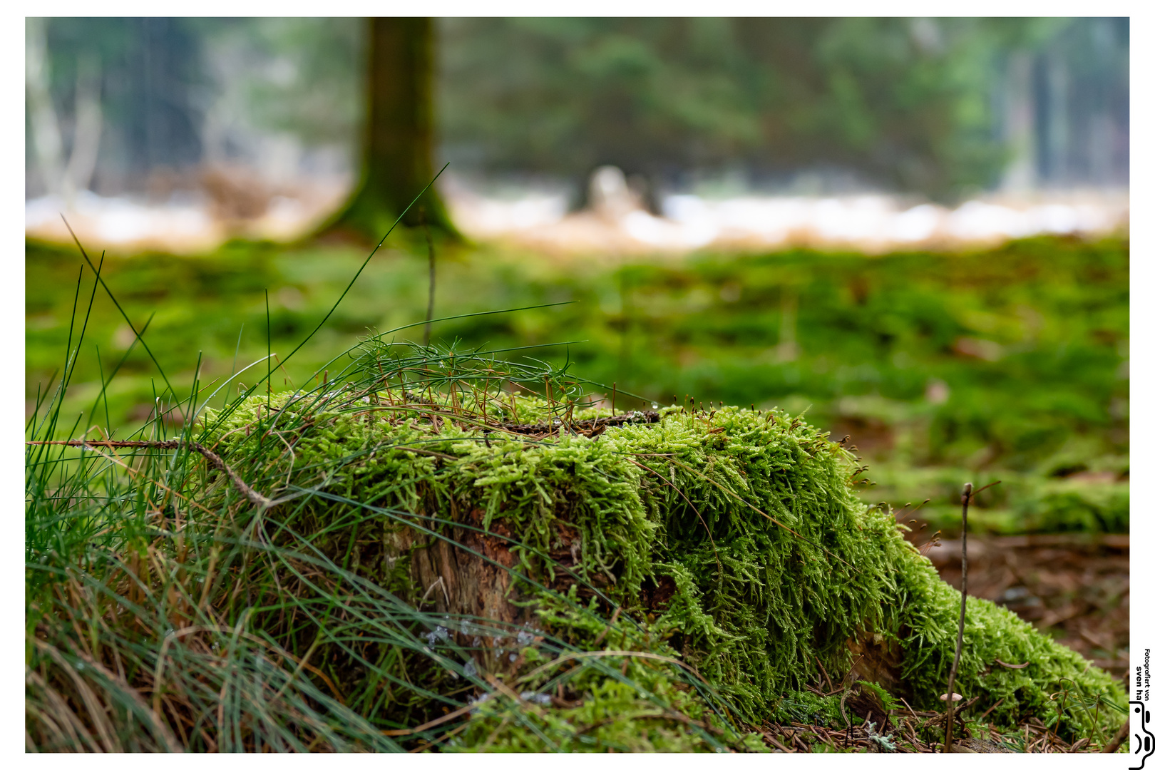 Der Mini(malistischte ) Wald ...