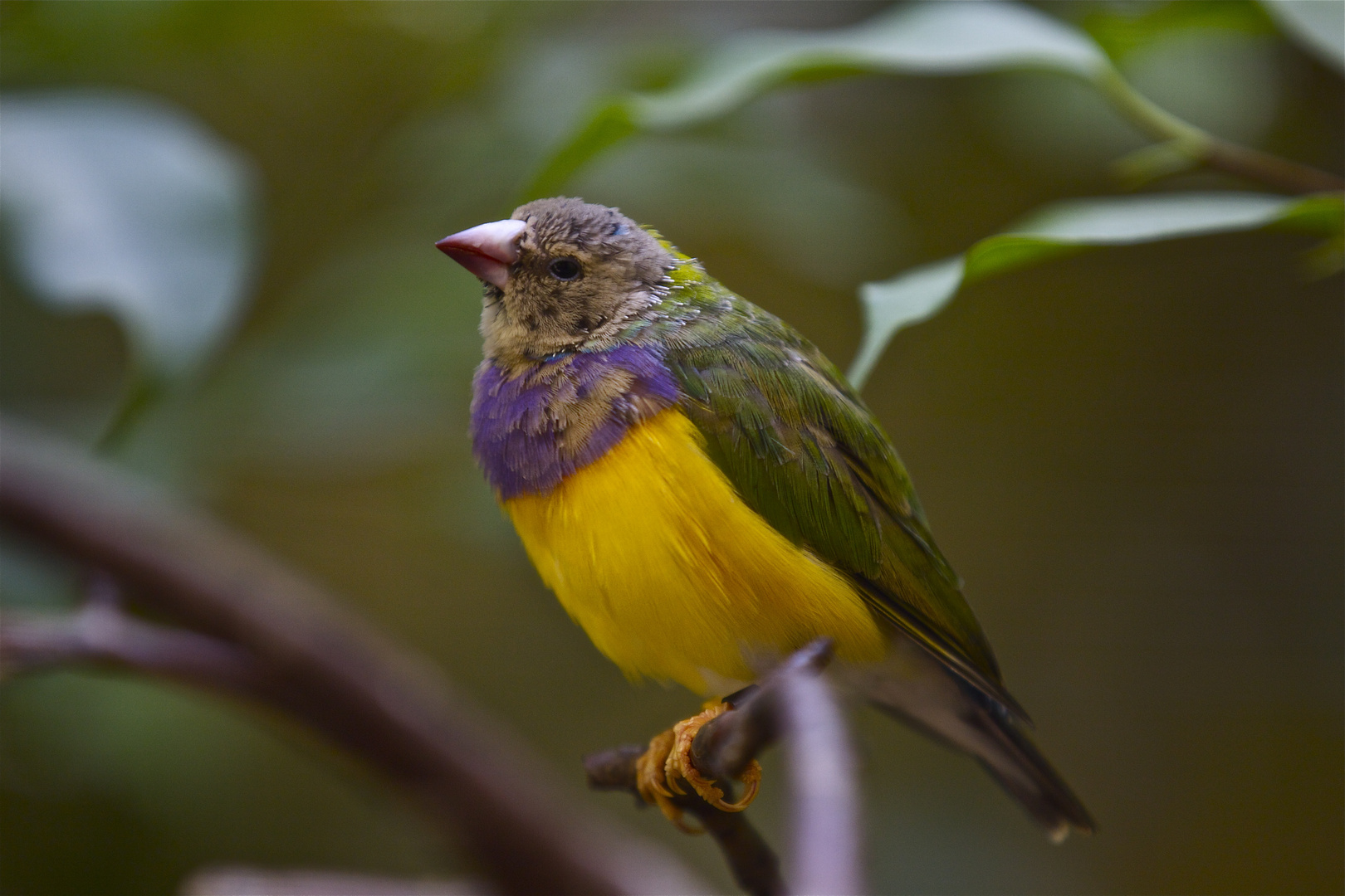 Der Minivogel, klein aber bunt