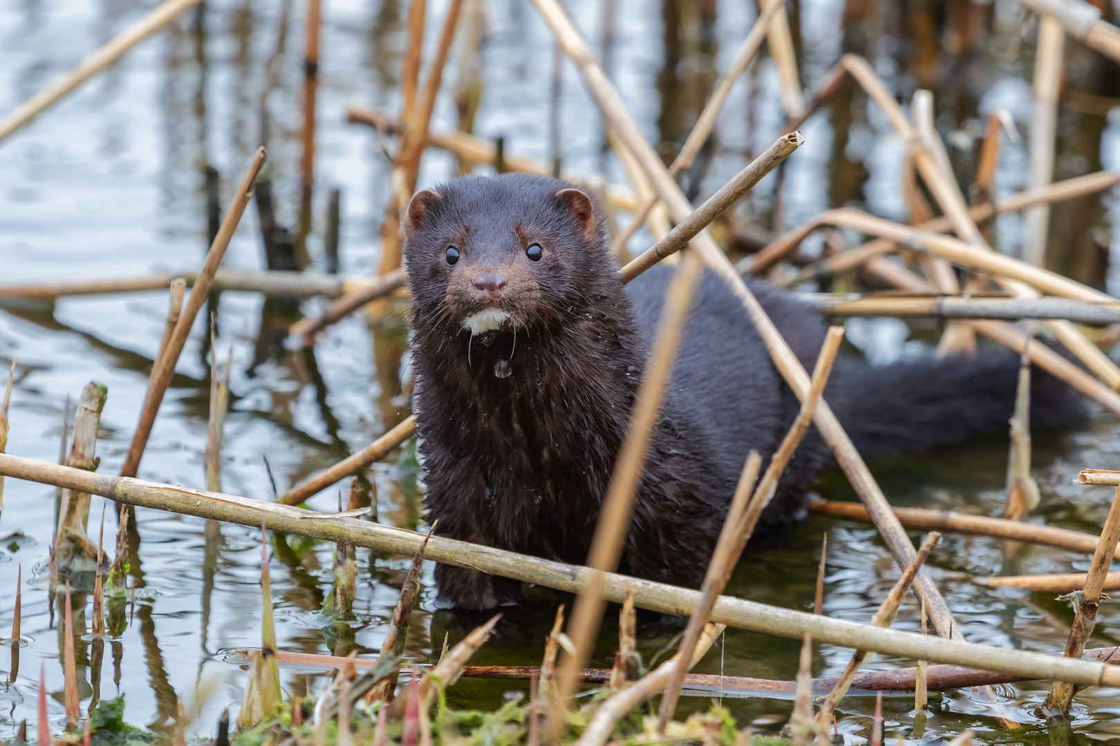 Der Mink fand mich nicht interessant genug. 