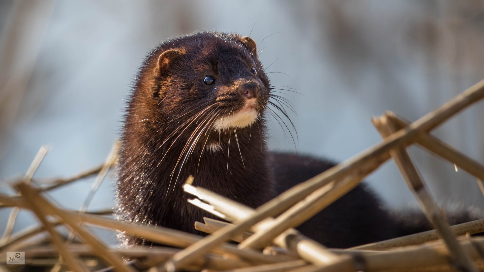 Der Mink(Neovison vison) 