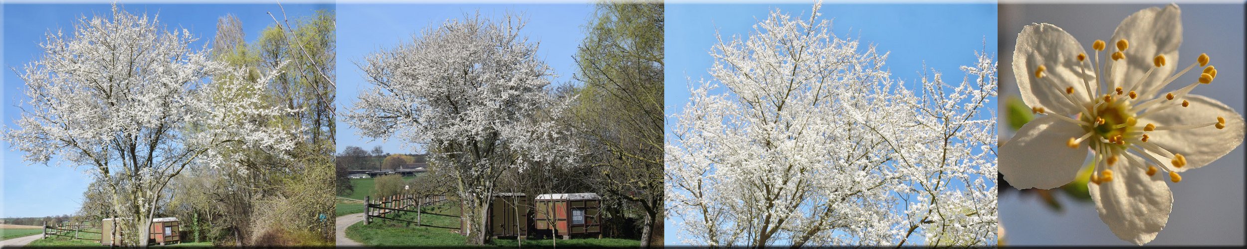 Der Mirabellenbaum 