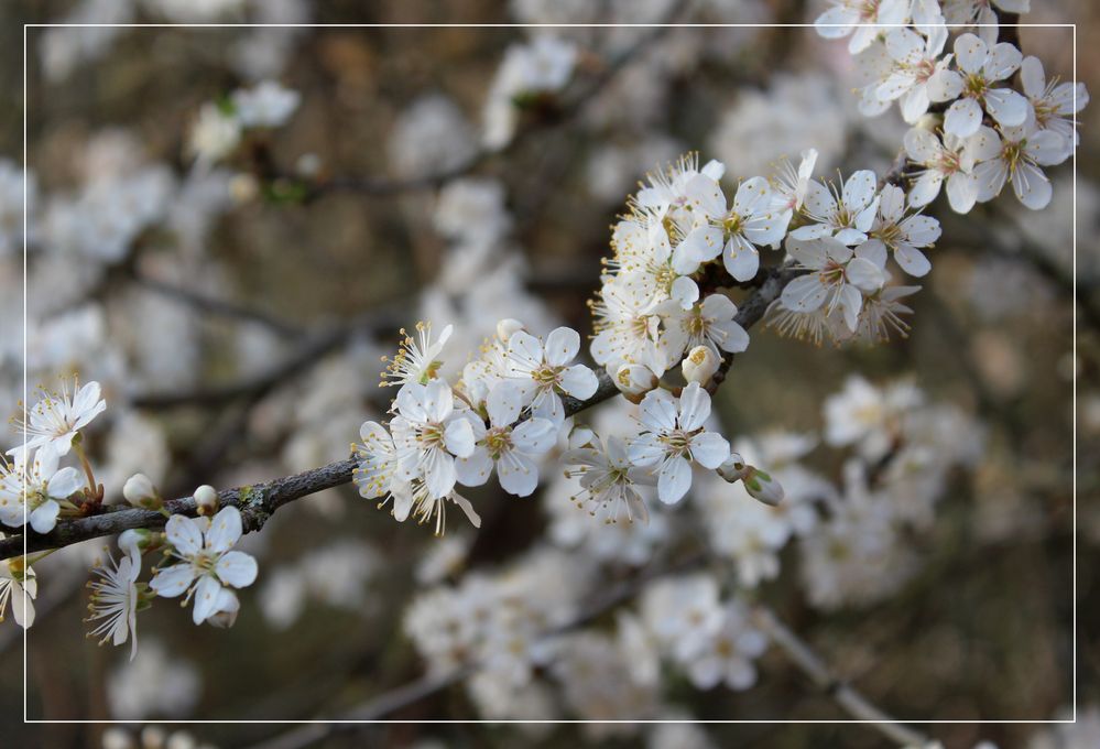 Der Mirabellenbaum blüht schon wieder Foto & Bild bäume, baum, weiß Bilder auf Der Mirabellenbaum blüht schon wieder Foto & Bild bäume, baum, weiß Bilder auf