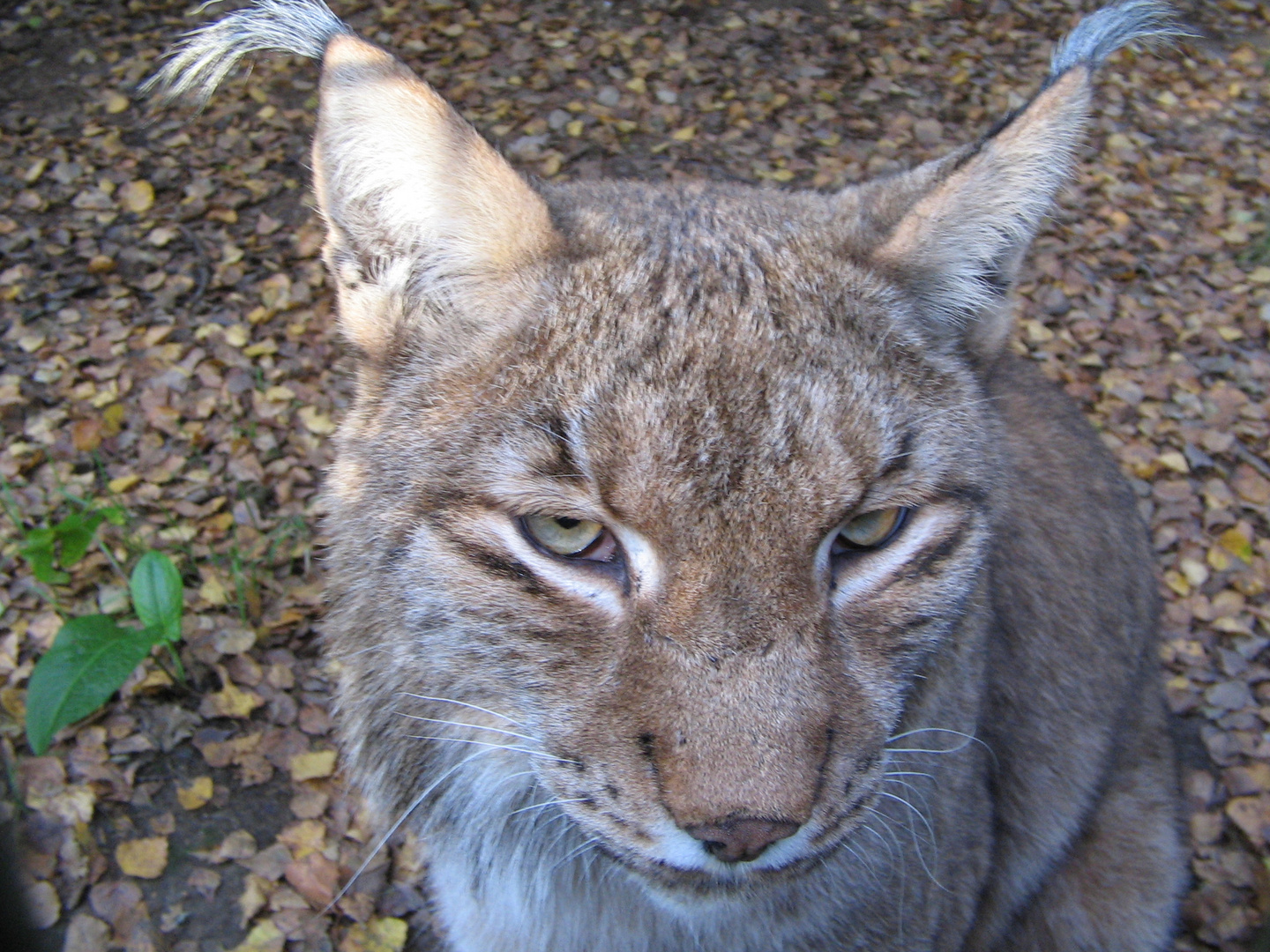 Der misstrauische Luchs