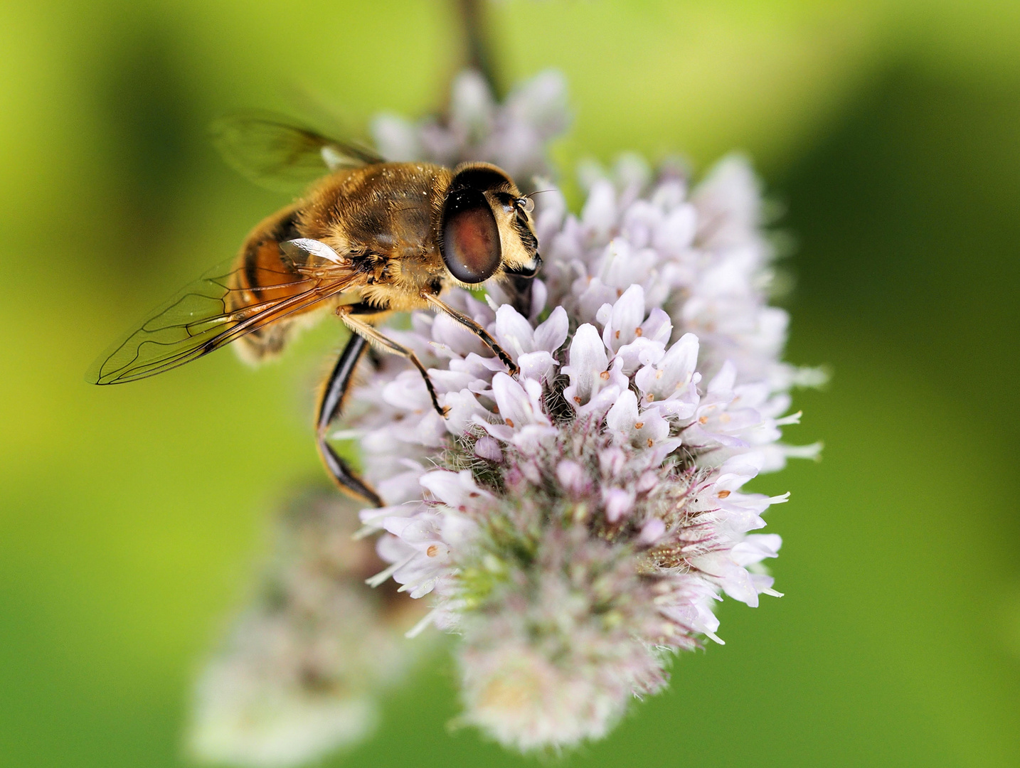 Der Mistbienen Mann....