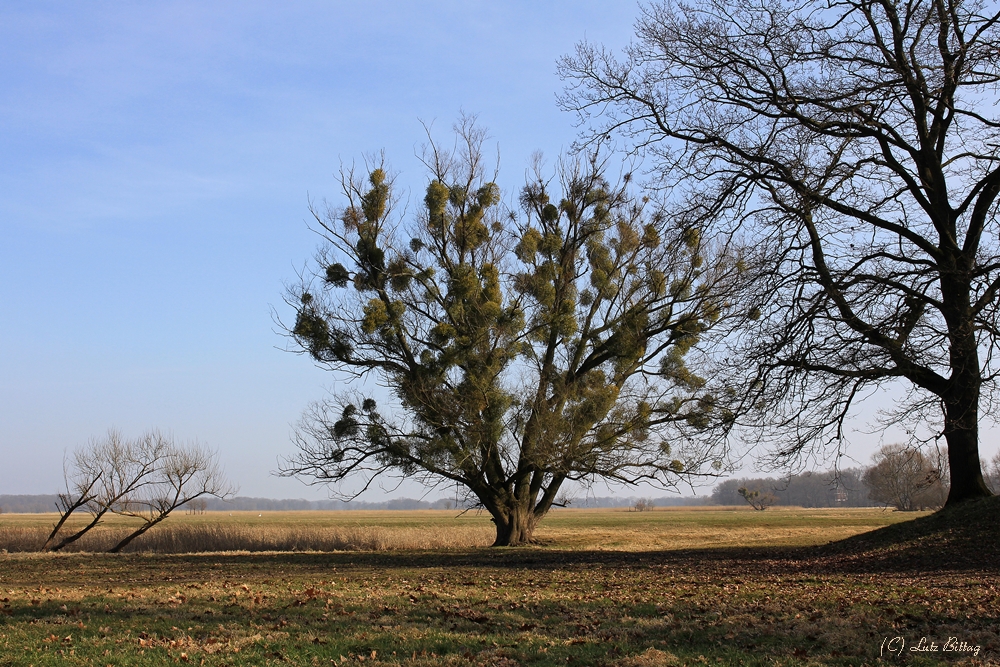 Der Mistelbaum