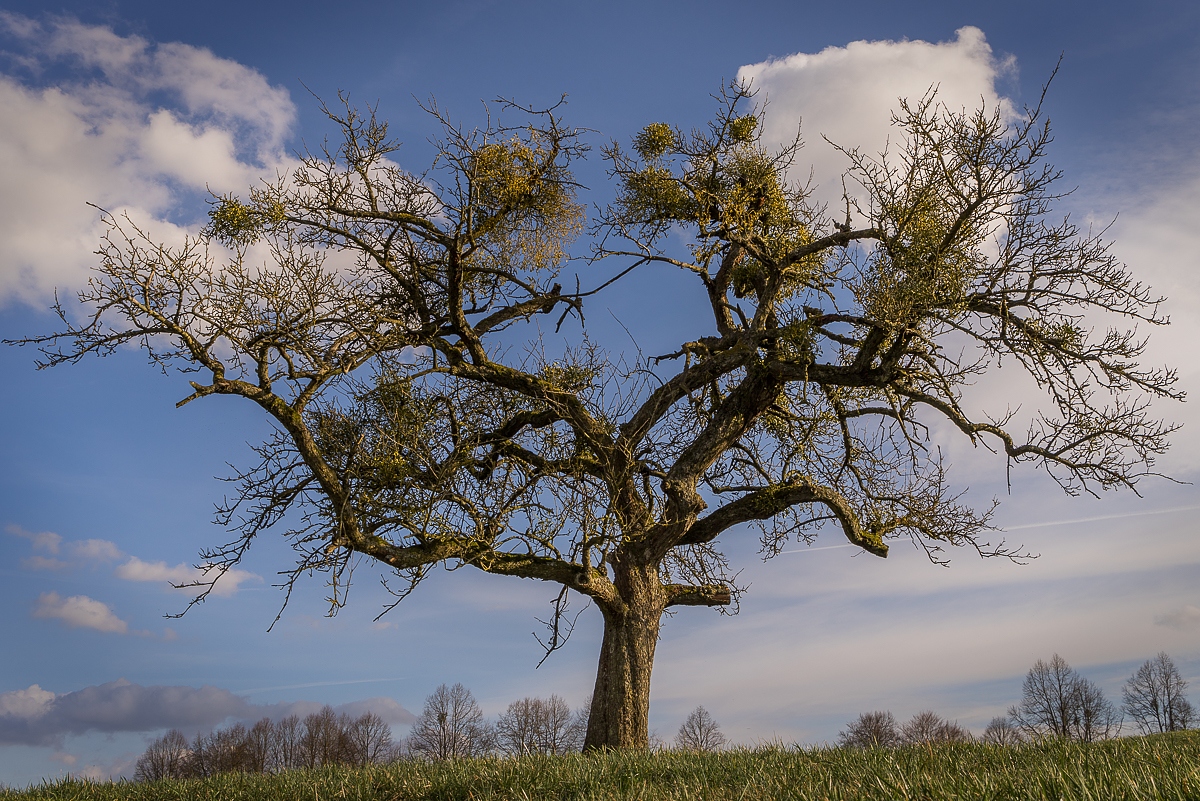 Der Mistelbaum