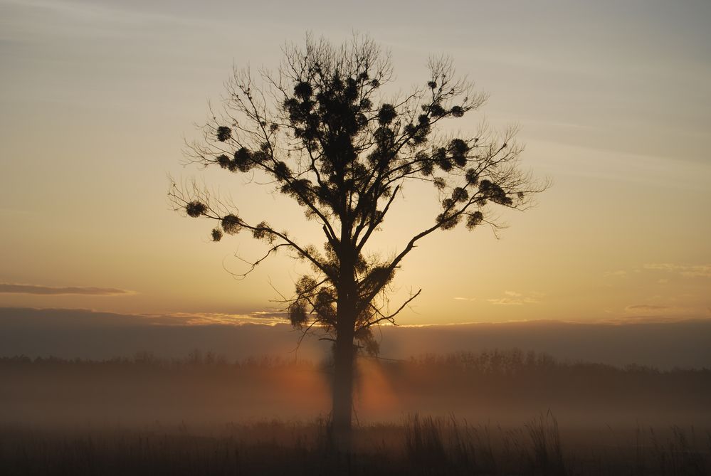 " Der Mistelbaum..."