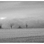 der Mistelbaum.... ein Licht in der Dunkelheit des Winters 