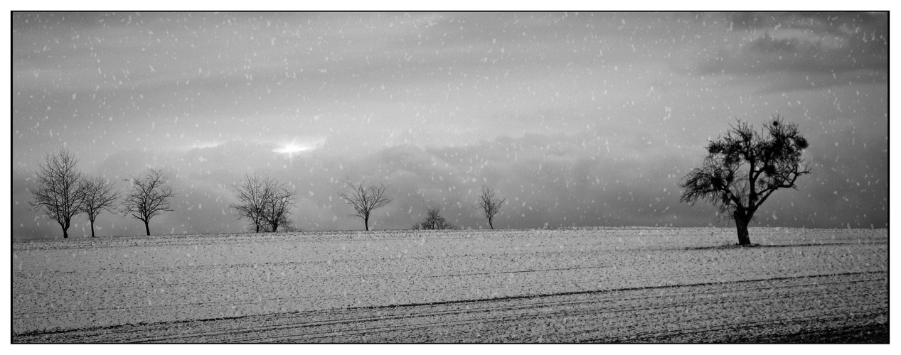 der Mistelbaum.... ein Licht in der Dunkelheit des Winters 