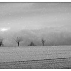 der Mistelbaum.... ein Licht in der Dunkelheit des Winters 