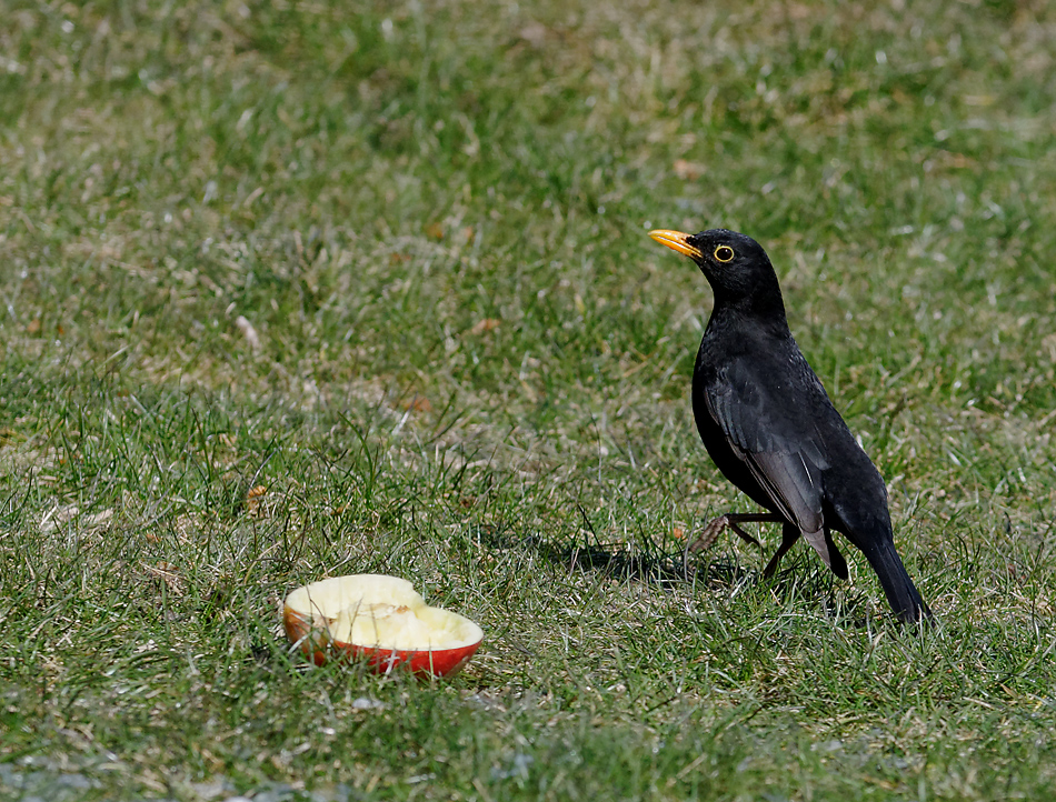 Der mit dem Apfel tanzt