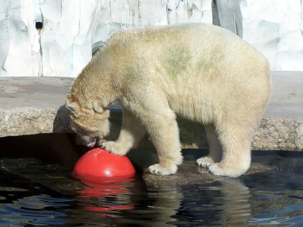 der mit dem Ball kämpft