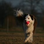 Der mit dem Ball tanzt