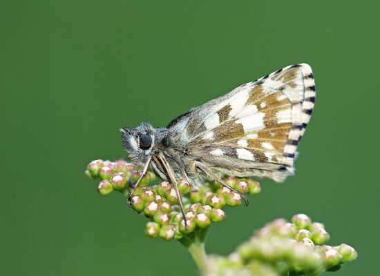 Der mit dem dicken Kopf macht Kopfzerbrechen bei der Bestimmung ...