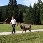 Der mit dem hornlosen Ziegenbock marschiert