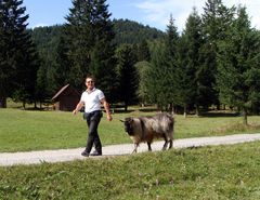 Der mit dem hornlosen Ziegenbock marschiert