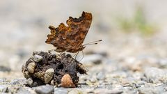 Der mit dem Namen im Flügel