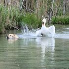 der mit dem Schwan tanzt ...