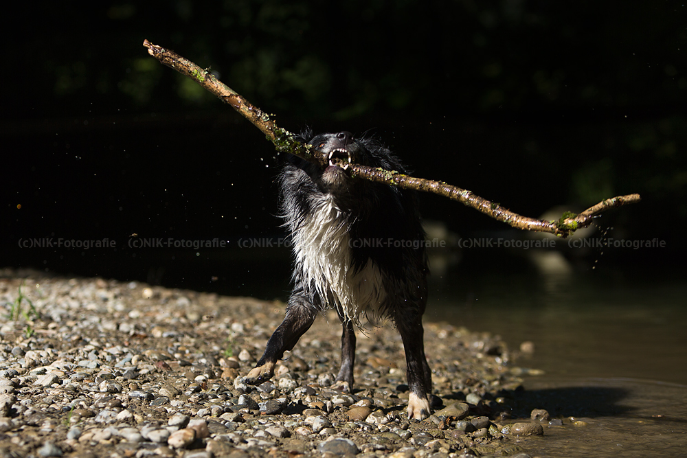 Der mit dem Stock tanzt....alias Dancing with the stick