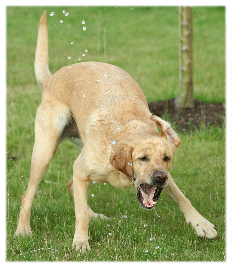 "Der mit dem Wasser spielt!"