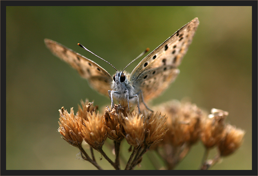 ''Der mit dem Wind ...