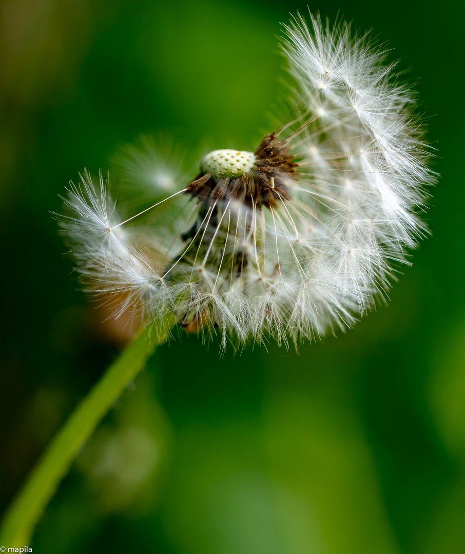 ... der mit dem Wind spielt ...