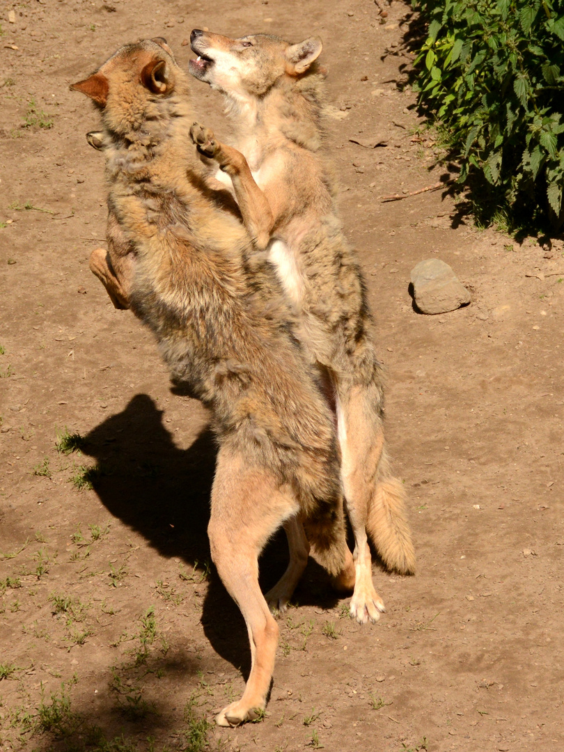 Der mit dem Wolf tanzt