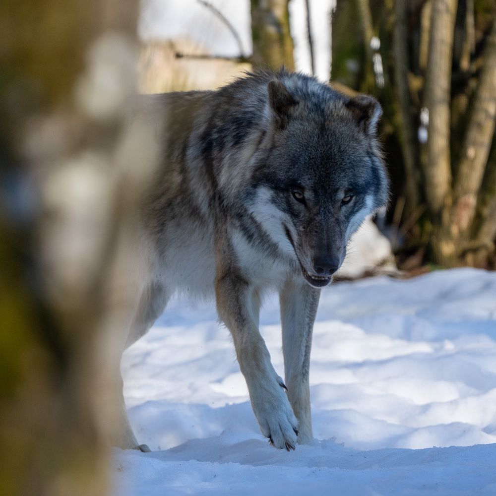 Der mit dem Wolf tanzt