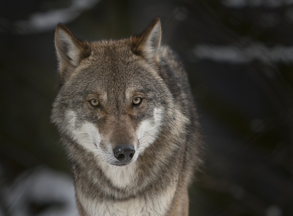 ...der mit dem Wolf tanzt...