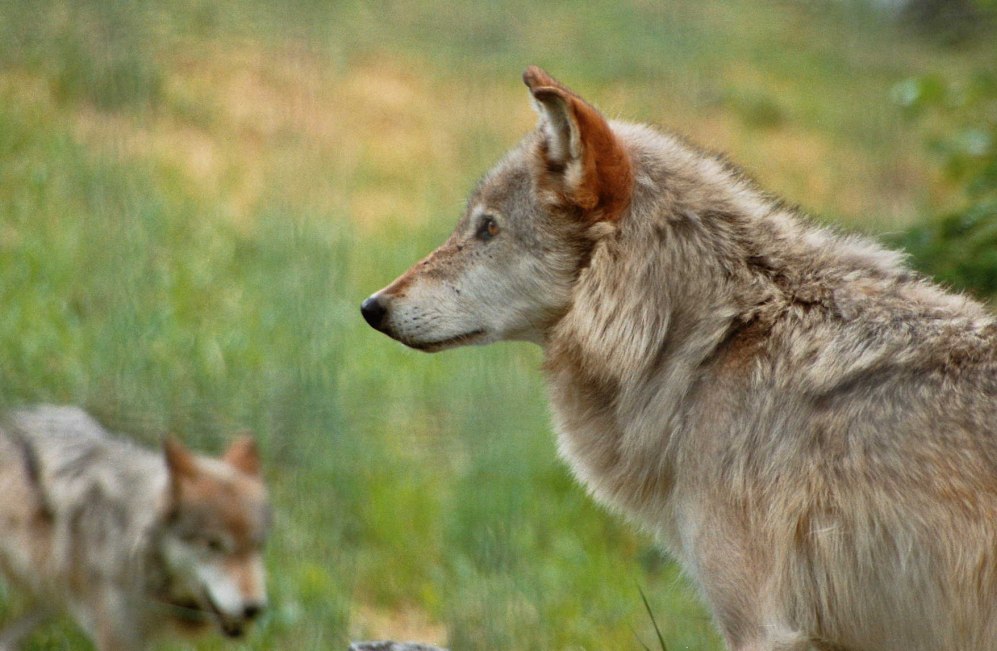 Der mit dem Wolf tanzt