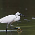 Der mit den gelben Füßen - Seidenreiher