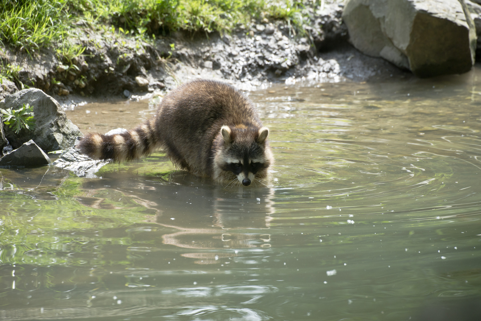 Der mit der Maske - Waschbär