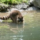 Der mit der Maske - Waschbär