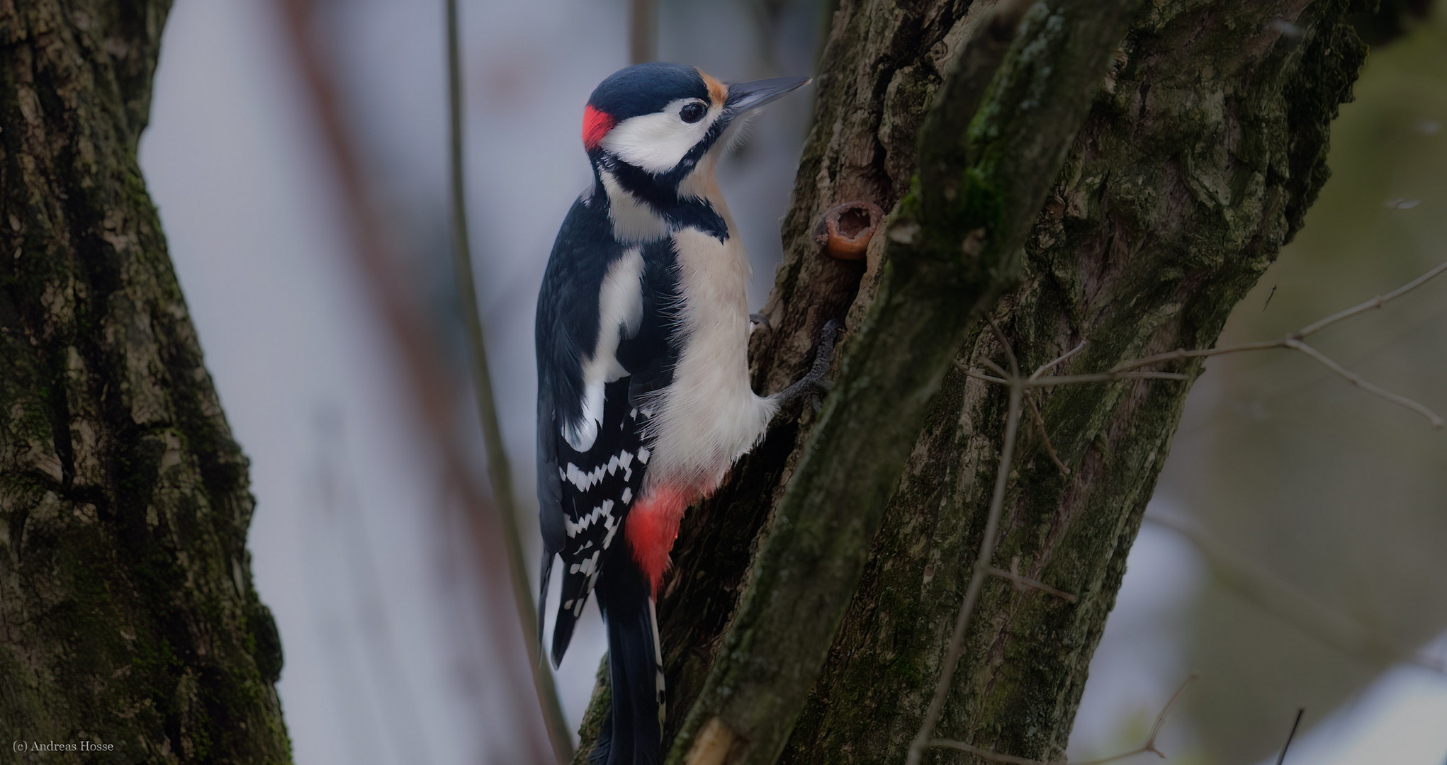 der mit der Nuss Foto &amp; Bild | natur, tiere, wildlife Bilder auf ...