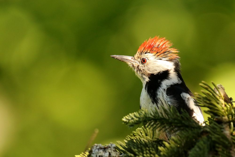 Der mit der roten Haube Foto & Bild natur, tiere, vögel Bilder auf