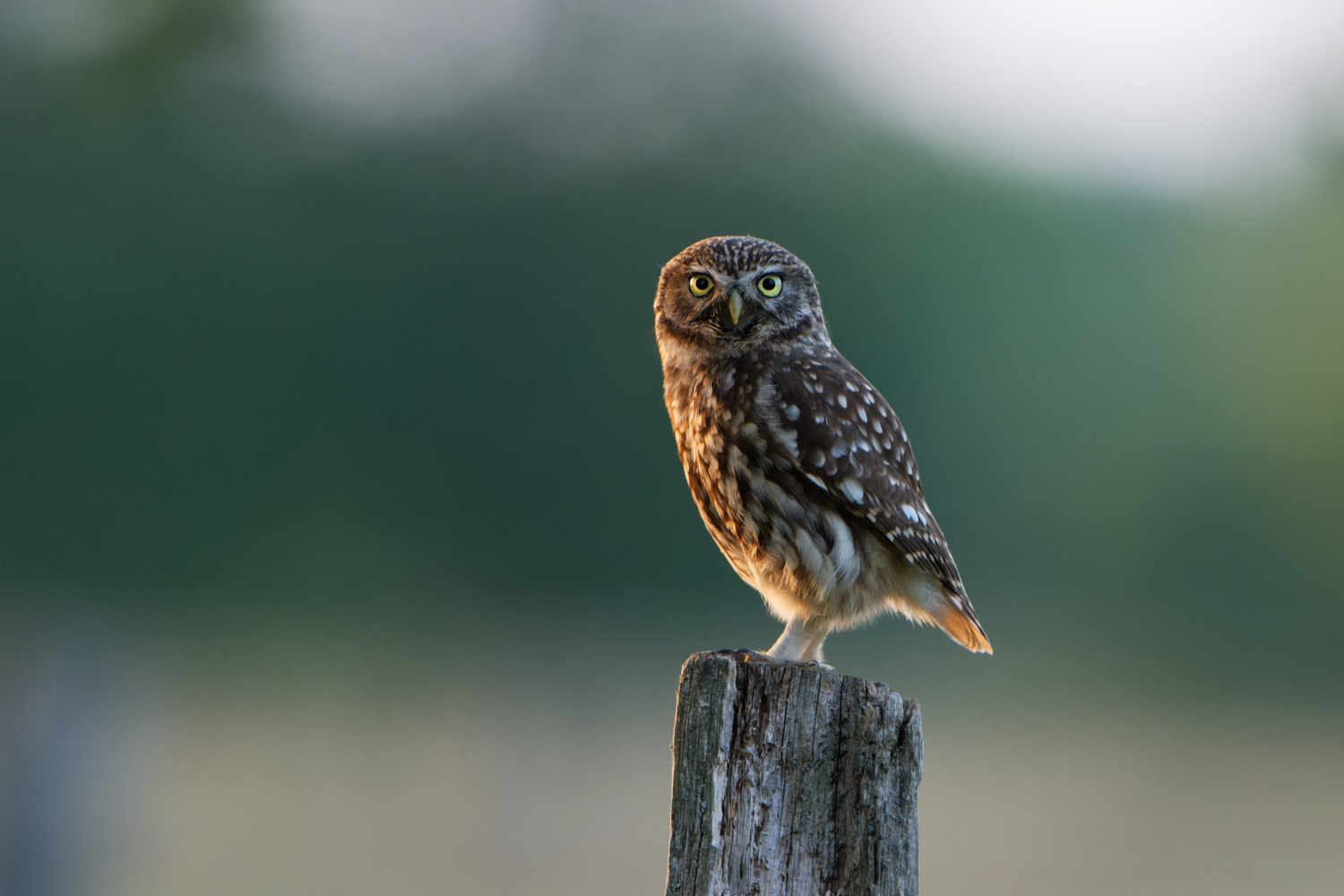 ~  Der Mitsommernachts-Kauz (Athene noctua aestatis)  ~