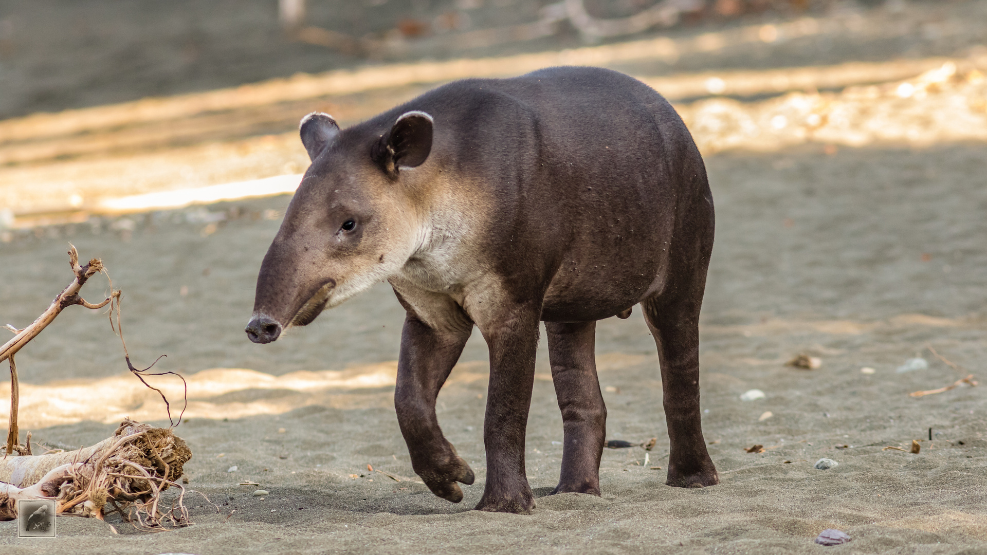 Der Mittelamerikanische Tapir (Tapirus bairdii) Foto & Bild | tiere