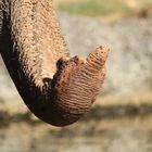 der Mittelfinger des Elefantenrüssels
