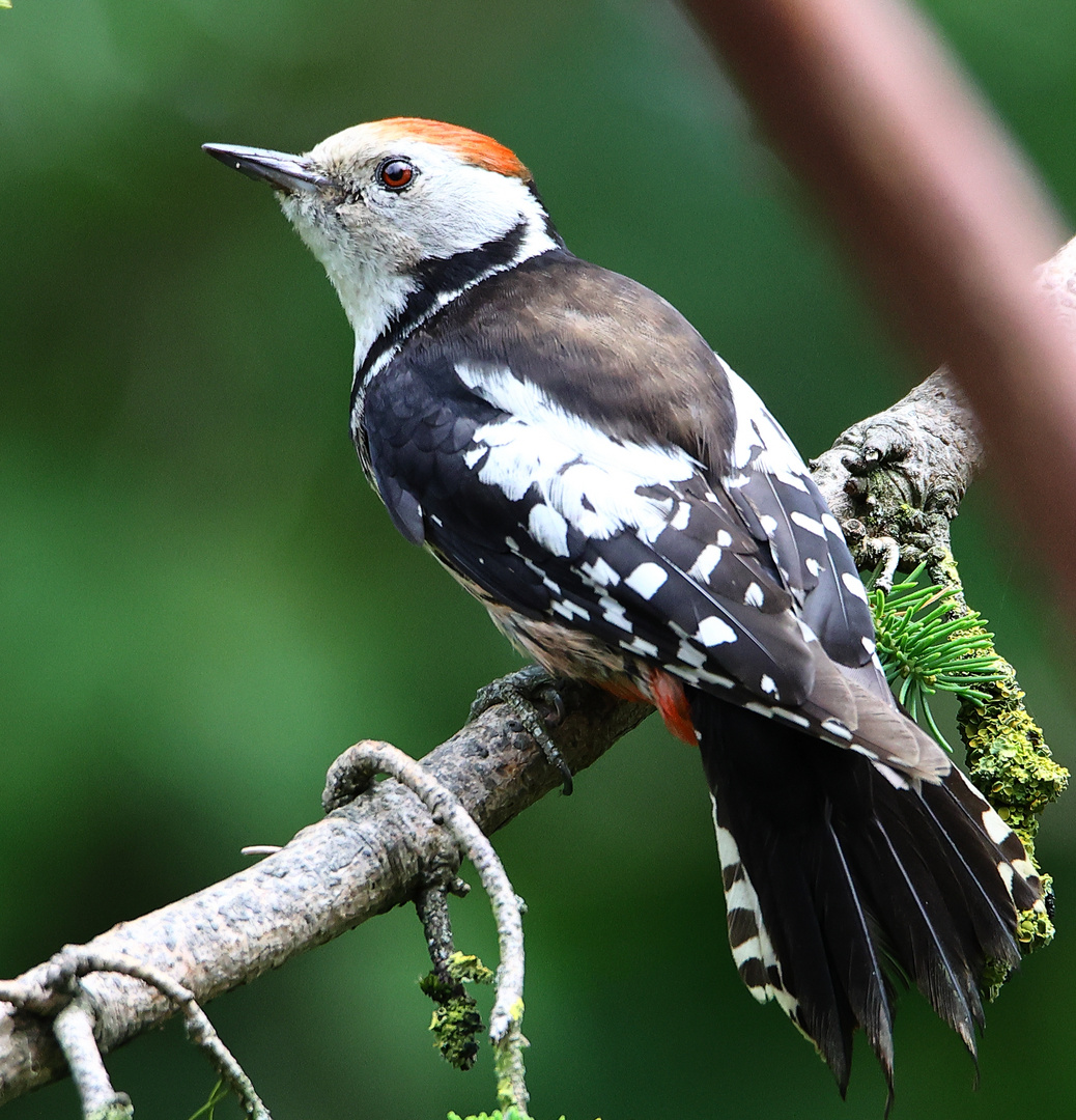 Der Mittelspecht , (Dendrocopos medius)