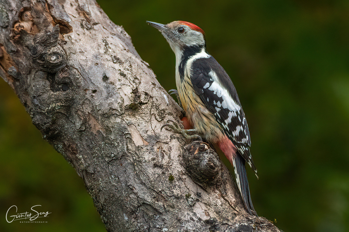 Der Mittelspecht  , (Dendrocopos medius)