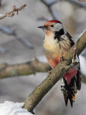 Der Mittelspecht in Pose!