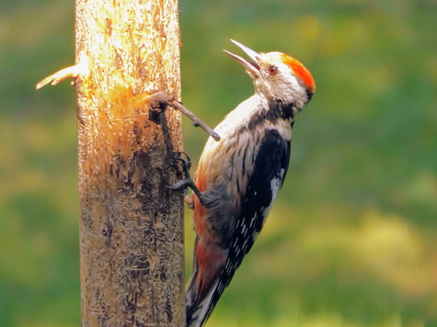 Der Mittelspecht (Leiopicus medius)