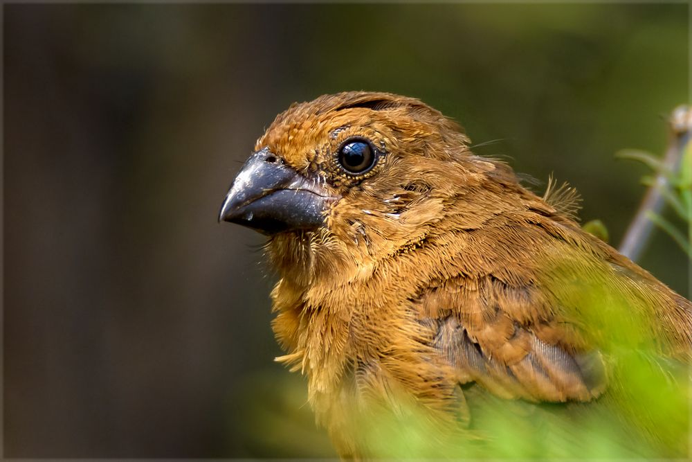 Der Mittwochs-Vogel