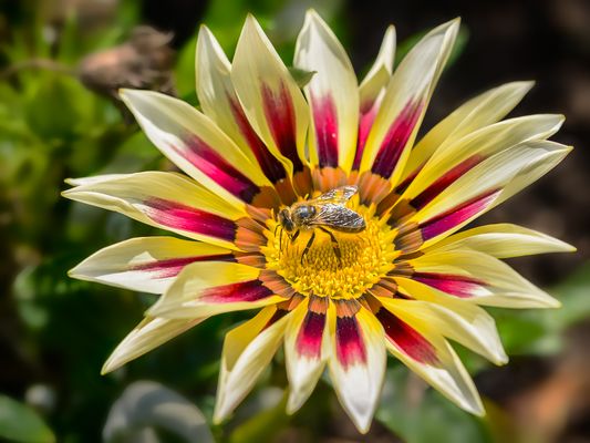 der Mittwochsstrahler