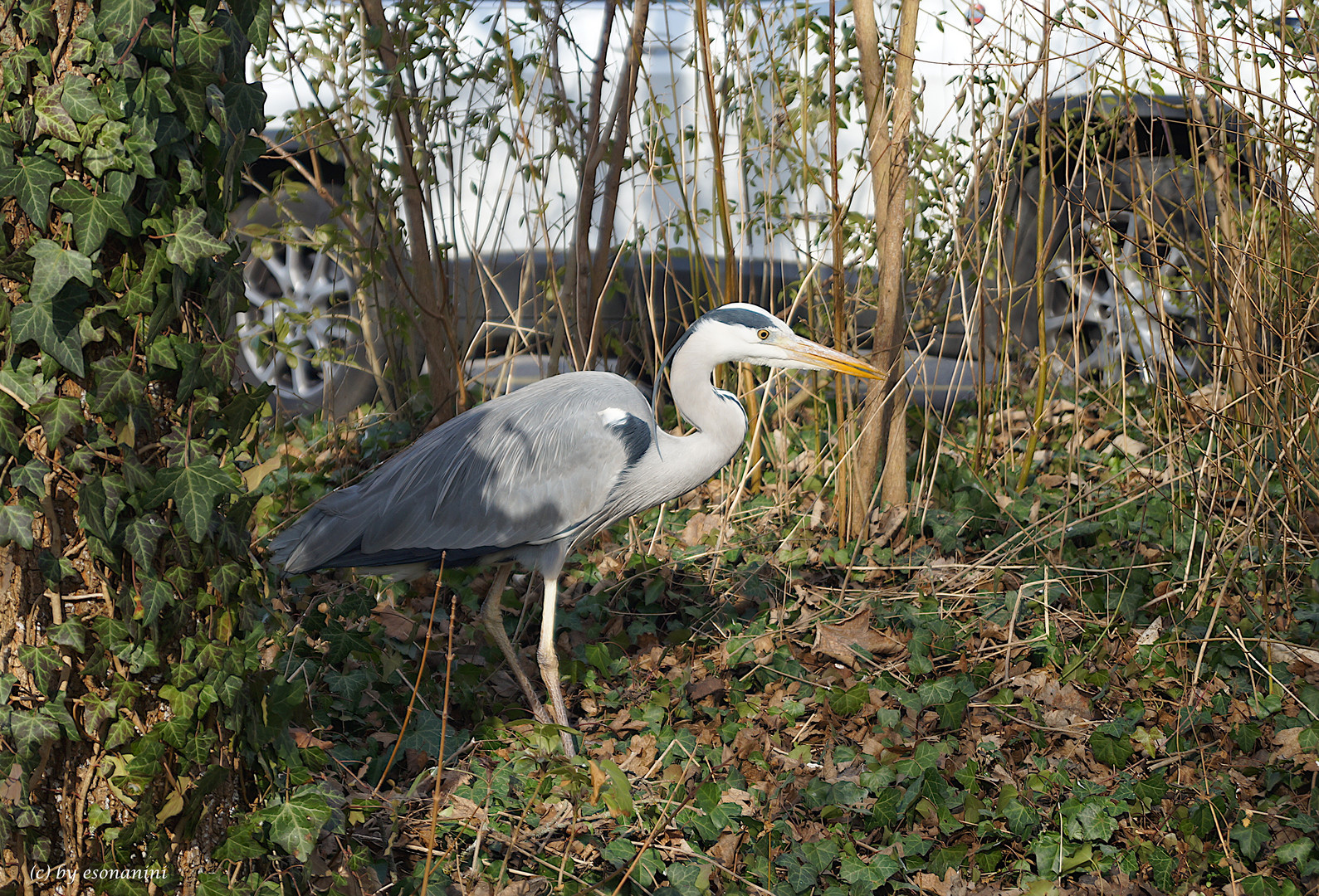 Der "moderne" Fischreiher 