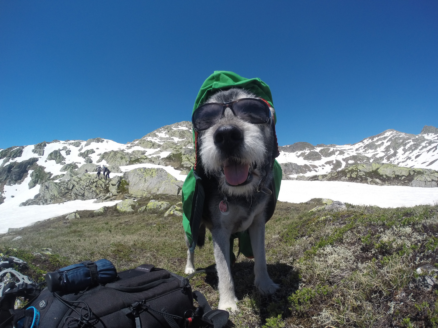 Der moderne Wanderhund trägt Brille und Sonnenschutz! :-)