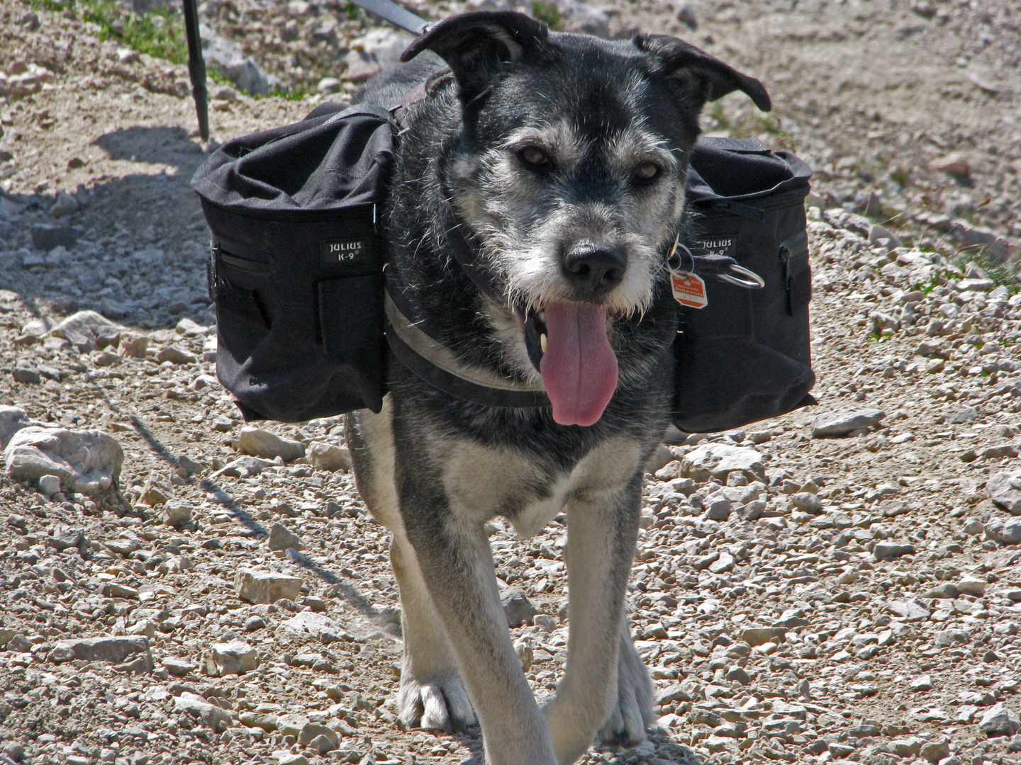 Der moderne Wanderhund trägt seine Sachen selbst! :-)